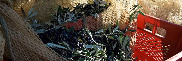 raccolta delle olive 7